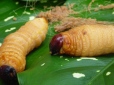 Duimdikke larven die met regelmaat op het menu staan - dead or alive